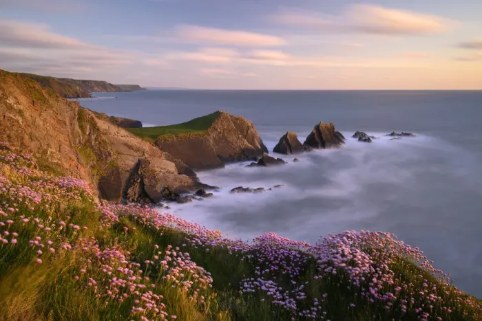 Framed Print : Thrift (Armeria maritima) flowering on cliff top at sunset. Hartland Quay, Devon, England, UK. May 2019 Framed Print : Thrift (Armeria maritima) flowering on cliff top at sunset. Hartland Quay, Devon, England, UK. May 2019