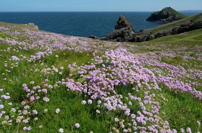 Framed Print : Thrift (Armeria maritima) flowering on coastal cliff top, Pentire Head, Cornwall, UK. May Framed Print : Thrift (Armeria maritima) flowering on coastal cliff top, Pentire Head, Cornwall, UK. May