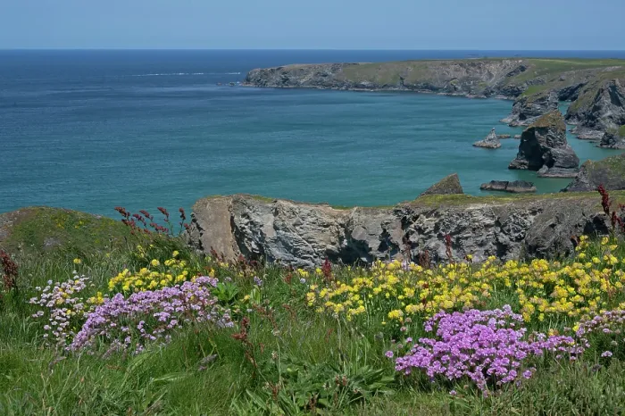 Framed Print : Thrift (Armeria maritima) and Kidney vetch (Anthyllis vulneraria) flowering on coastal cliff top, Bedruthan Steps, Cornwall, UK. May