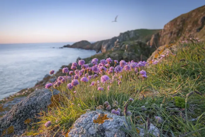 Framed Print : Thrift (Armeria maritima), Sark, British Channel Islands, May Framed Print : Thrift (Armeria maritima), Sark, British Channel Islands, May