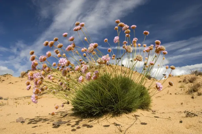 Framed Print : Thrift (Armeria pungens) in flower on beach, Alentejo, Natural Park of South West Alentejano Framed Print : Thrift (Armeria pungens) in flower on beach, Alentejo, Natural Park of South West Alentejano