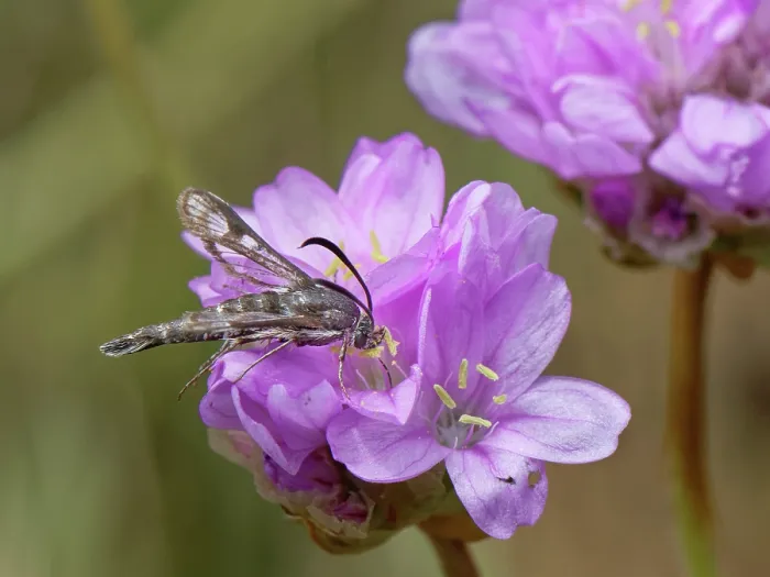 Framed Print : Thrift clearwing moth (Pyropteron muscaeforme) nectaring on Sea thrift (Armeria maritima) flowers on a coastal cliff edge, The Lizard, Cornwall, England, UK. June Framed Print : Thrift clearwing moth (Pyropteron muscaeforme) nectaring on Sea thrift (Armeria maritima) flowers on a coastal cliff edge, The Lizard, Cornwall, England, UK. June