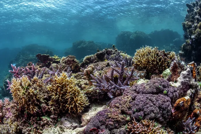 Framed Print : A thriving and diverse coral reef scene, Tanna Island, Vanuatu, Pacific Ocean Framed Print : A thriving and diverse coral reef scene, Tanna Island, Vanuatu, Pacific Ocean