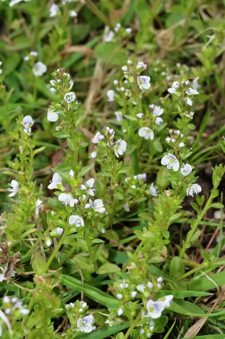Framed Print : Thyme-leaved speedwell (Veronica serpyllifolia) in flower, Bromley, Kent, UK. April Framed Print : Thyme-leaved speedwell (Veronica serpyllifolia) in flower, Bromley, Kent, UK. April