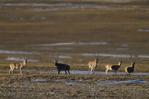 Tibetan antelope or Chiru (Pantholops hodgsonii), Keke Xili, Changtang, Tibetan Plateau