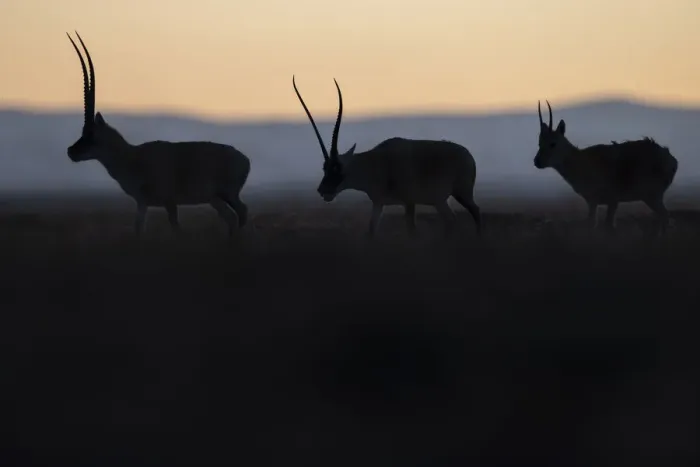 Framed Print : Tibetan antelope / Chiru (Pantholops hodgsonii) three silhouetted Framed Print : Tibetan antelope / Chiru (Pantholops hodgsonii) three silhouetted