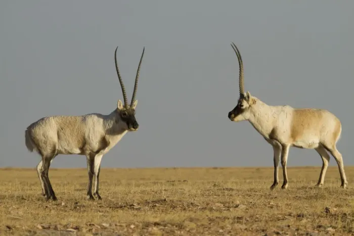 Framed Print : Tibetan antelope (Pantholops hodgsoni), two males, Kekexili, Qinghai, Tibetan Plateau