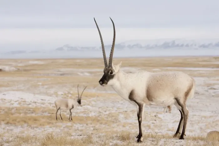 Framed Print : Tibetan antelope (Pantholops hodgsonii) males on snowy ground, Kekexili, Qinghai Framed Print : Tibetan antelope (Pantholops hodgsonii) males on snowy ground, Kekexili, Qinghai