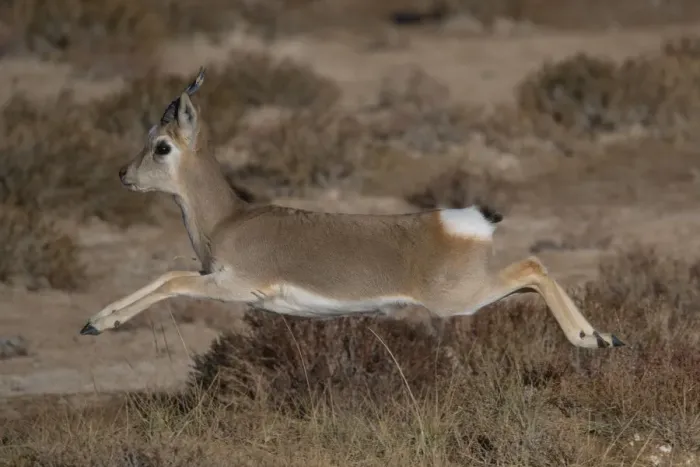 Framed Print : Tibetan gazelle or Goa, (Procapra picticaudata) leaping, in mid air Framed Print : Tibetan gazelle or Goa, (Procapra picticaudata) leaping, in mid air