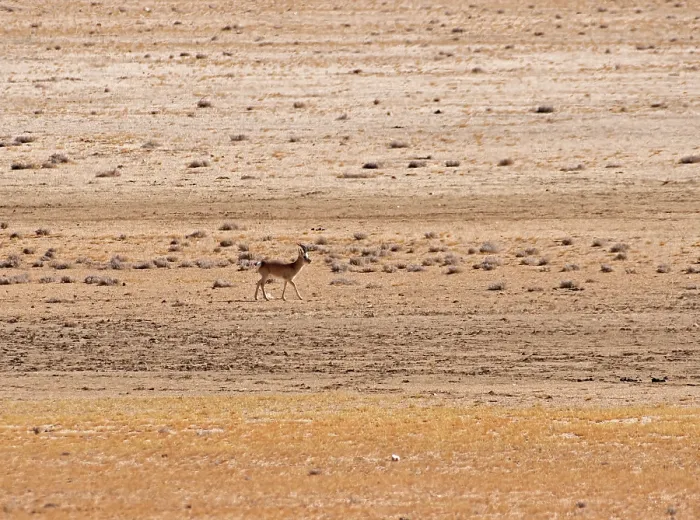 Framed Print : Tibetan gazelle / Goa (Procapra picticaudata) standing on dry, stony ground through heat haze, Ladakh, India Framed Print : Tibetan gazelle / Goa (Procapra picticaudata) standing on dry, stony ground through heat haze, Ladakh, India