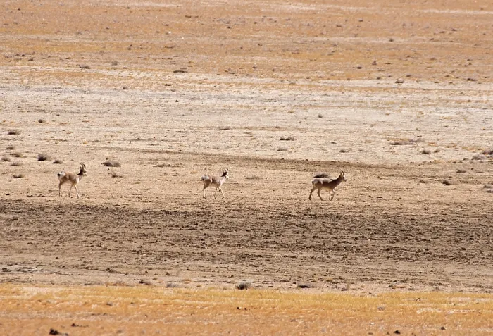 Framed Print : Three Tibetan gazelles / Goas (Procapra picticaudata) walking over dry, stony ground through heat haze, Ladakh, India Framed Print : Three Tibetan gazelles / Goas (Procapra picticaudata) walking over dry, stony ground through heat haze, Ladakh, India
