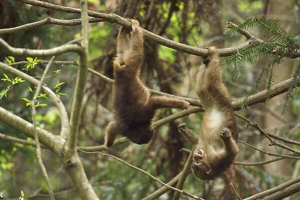 Tibetan macaque (Macaca thibetana) juveniles playing, hanging upside down in tree