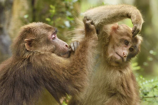 Tibetan macaque (Macaca thibetana) juveniles grooming each other, Tangjiahe National Nature Reserve