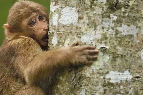 Tibetan macaque (Macaca thibetana) infant climbing tree, Tangjiahe National Nature Reserve