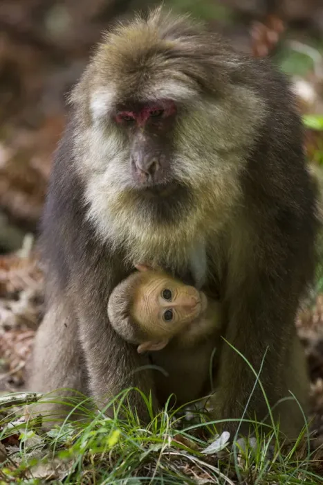 Framed Print : Tibetan macaque (Macaca thibetana) carrying young baby, Tangjiahe Nature Reserve Framed Print : Tibetan macaque (Macaca thibetana) carrying young baby, Tangjiahe Nature Reserve