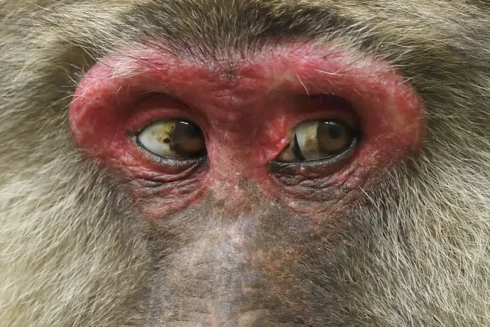Framed Print : Tibetan macaque (Macaca thibetana) close up of eyes of female, Tangjiahe National Nature Reserve Framed Print : Tibetan macaque (Macaca thibetana) close up of eyes of female, Tangjiahe National Nature Reserve