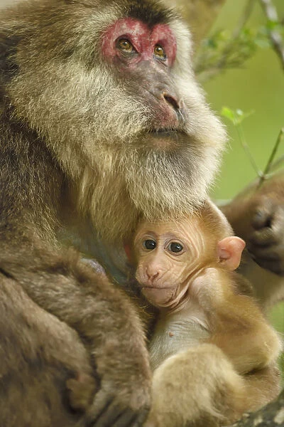 Tibetan macaque (Macaca thibetana) female with baby, Tangjiahe National Nature Reserve