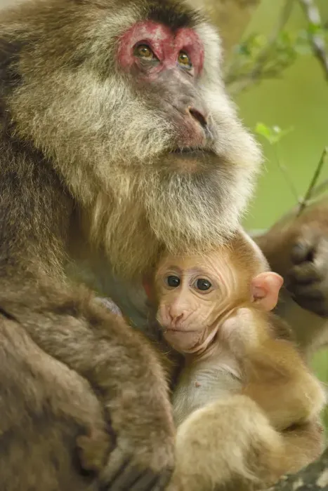Framed Print : Tibetan macaque (Macaca thibetana) female with baby, Tangjiahe National Nature Reserve