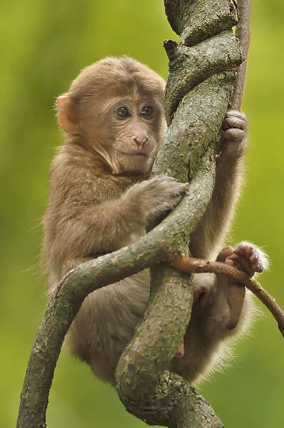Tibetan macaque (Macaca thibetana) infant in tree, Tangjiahe National Nature Reserve