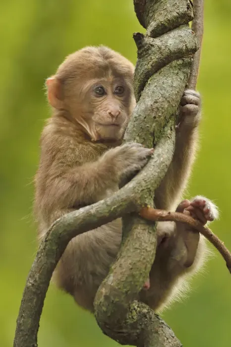 Framed Print : Tibetan macaque (Macaca thibetana) infant in tree, Tangjiahe National Nature Reserve