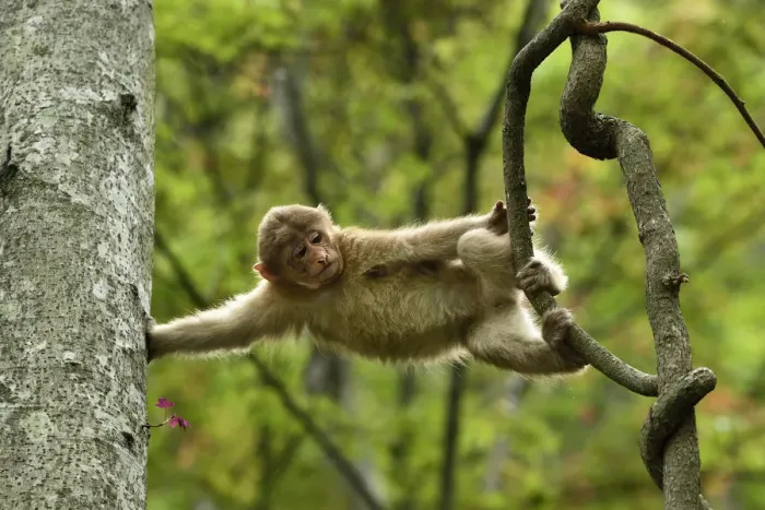 Framed Print : Tibetan macaque (Macaca thibetana) juvenile climbing in a tree in Tangjiahe Nature Reserve Framed Print : Tibetan macaque (Macaca thibetana) juvenile climbing in a tree in Tangjiahe Nature Reserve