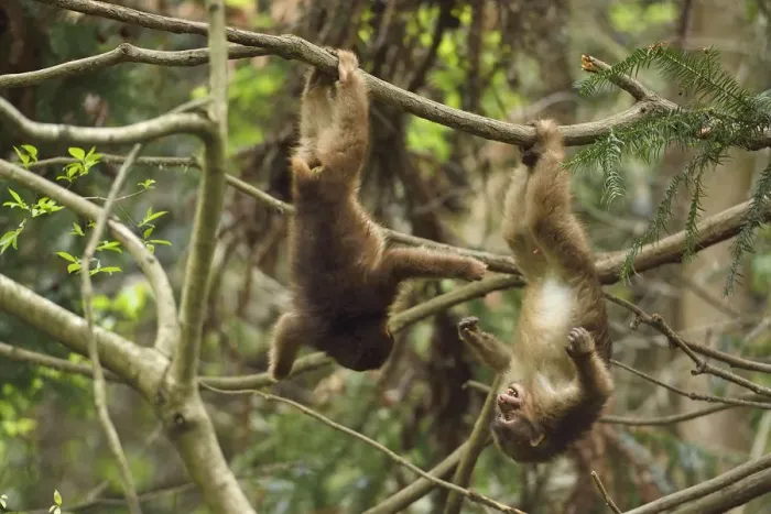 Framed Print : Tibetan macaque (Macaca thibetana) juveniles playing, hanging upside down in tree Framed Print : Tibetan macaque (Macaca thibetana) juveniles playing, hanging upside down in tree