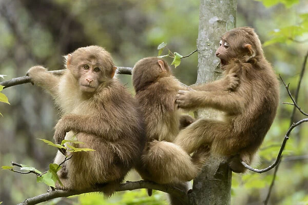 Tibetan macaques (Macaca thibetana) babies playing, Tangjiahe Nature Reserve, Sichuan