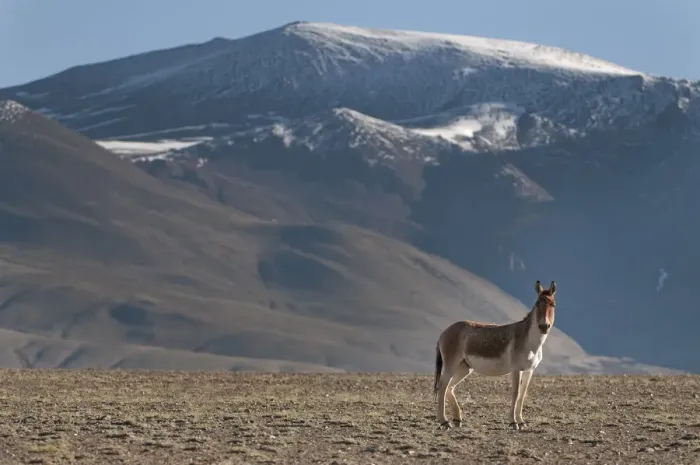 Framed Print : Tibetan Wild Ass (Equus kiang) with view of snow capped mountains behind, Tso Kar lake Framed Print : Tibetan Wild Ass (Equus kiang) with view of snow capped mountains behind, Tso Kar lake