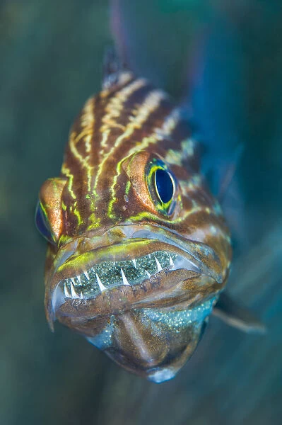 Tiger cardinalfish (Cheilodipterus macrodon) male mouthbrooding eggs in his mouth