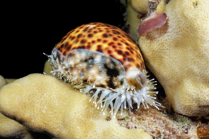 Framed Print : Tiger cowry (Cypraea tigris) portrait, Saipan, Northern Mariana Islands, Pacific Ocean Framed Print : Tiger cowry (Cypraea tigris) portrait, Saipan, Northern Mariana Islands, Pacific Ocean