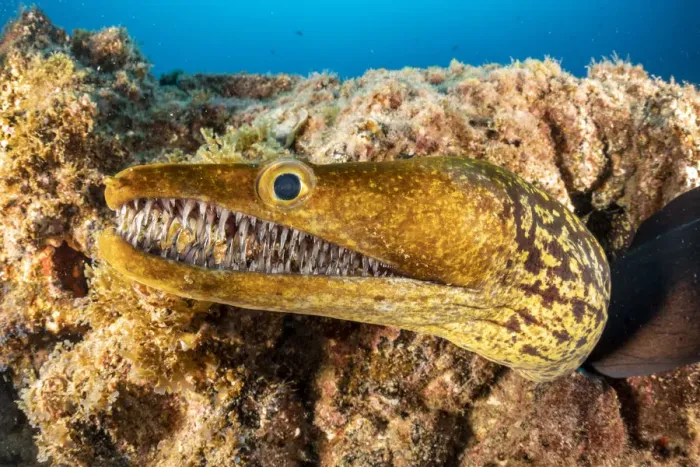 Framed Print : Tiger moray / Fangtooth Moray (Enchelycore anatina), South Tenerife, Canary Islands Framed Print : Tiger moray / Fangtooth Moray (Enchelycore anatina), South Tenerife, Canary Islands