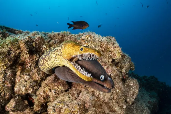 Framed Print : Tiger moray / Fangtooth Moray (Enchelycore anatina) and Black moray eel (Muraena augusti) Framed Print : Tiger moray / Fangtooth Moray (Enchelycore anatina) and Black moray eel (Muraena augusti)
