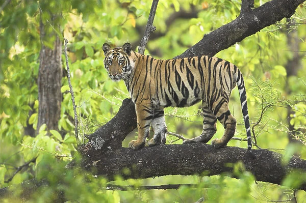 Tiger {Panthera tigris} 14-month Lakshmi cub in tree, Bandhavgarh National Park, India