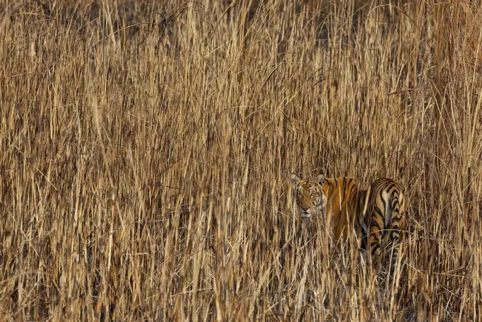 Framed Print : Tiger (Panthera tigris) camouflaged amongst tall grass, looking back at photographer Framed Print : Tiger (Panthera tigris) camouflaged amongst tall grass, looking back at photographer