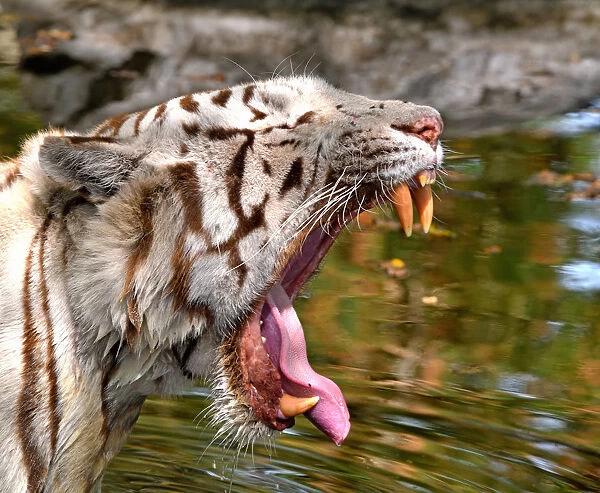 Tiger (Panthera tigris) close-up of leucistic  /  white animal yawning
