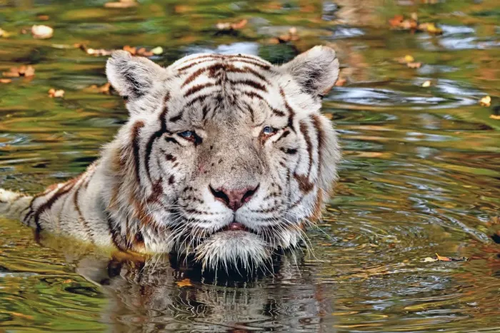 Framed Print : Tiger (Panthera tigris) close-up of leucistic / white animal bathing in pool Framed Print : Tiger (Panthera tigris) close-up of leucistic / white animal bathing in pool