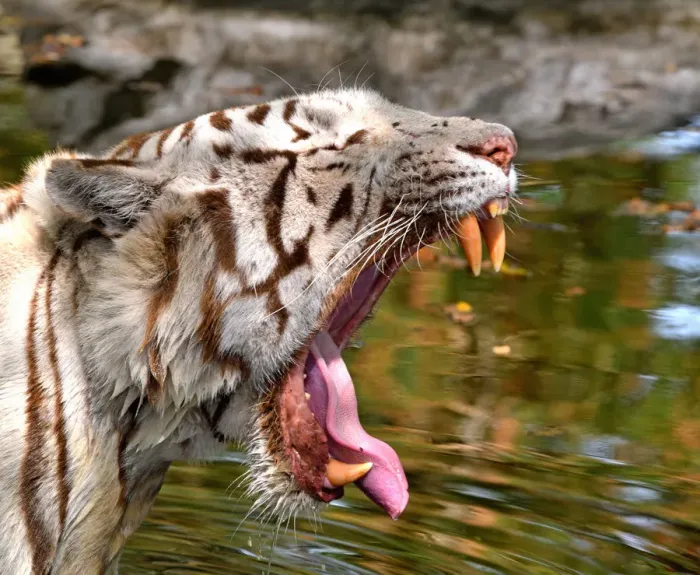 Framed Print : Tiger (Panthera tigris) close-up of leucistic / white animal yawning Framed Print : Tiger (Panthera tigris) close-up of leucistic / white animal yawning