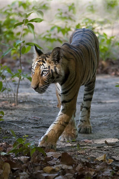 Tiger (Panthera tigris) cub walking. Bandhavgarh National Park, India. Crop of 1487925