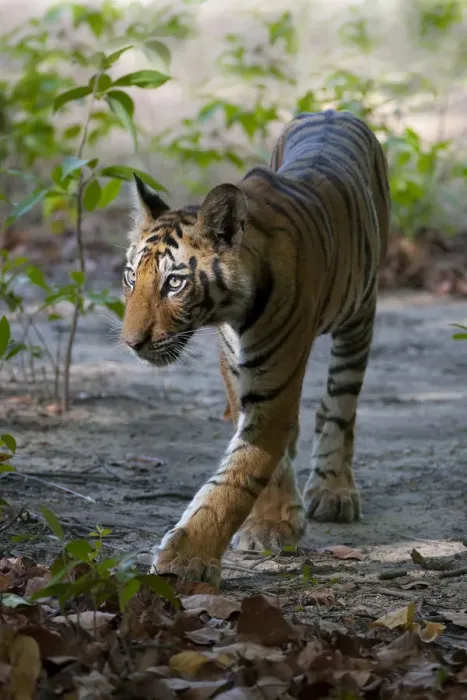 Framed Print : Tiger (Panthera tigris) cub walking. Bandhavgarh National Park, India. Crop of 1487925 Framed Print : Tiger (Panthera tigris) cub walking. Bandhavgarh National Park, India. Crop of 1487925