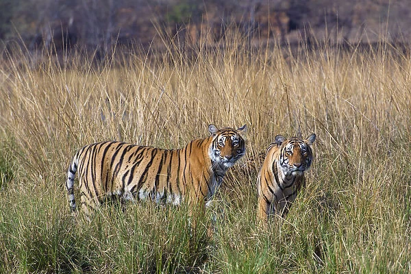 Tiger (Panthera tigris), female with large cubs, Ranthambhore National Park, Rajasthan