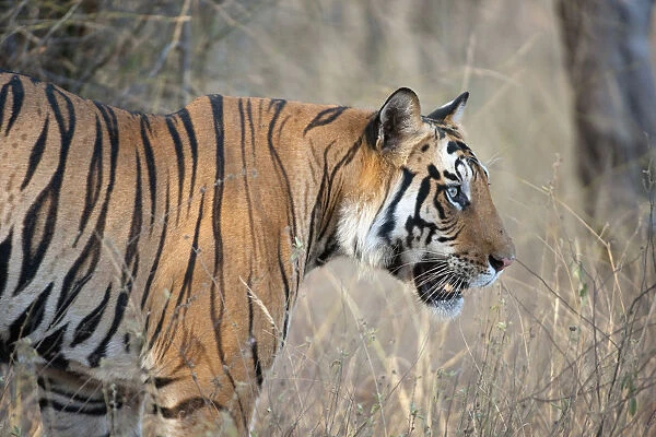 Tiger (Panthera tigris) male in profile. Bandhavgarh National Park, India