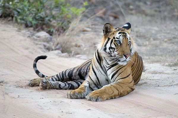 Tiger (Panthera tigris) male resting on road. Bandhavgarh National Park, India
