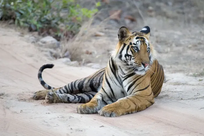 Framed Print : Tiger (Panthera tigris) male resting on road. Bandhavgarh National Park, India
