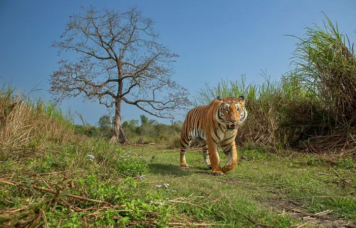 Framed Print : Tiger (Panthera tigris) male, walking along grassy trail with Silk cotton tree (Bombax ceiba) in background, Kaziranga National Park, Assam, India. Endangered. Camera trap image Framed Print : Tiger (Panthera tigris) male, walking along grassy trail with Silk cotton tree (Bombax ceiba) in background, Kaziranga National Park, Assam, India. Endangered. Camera trap image