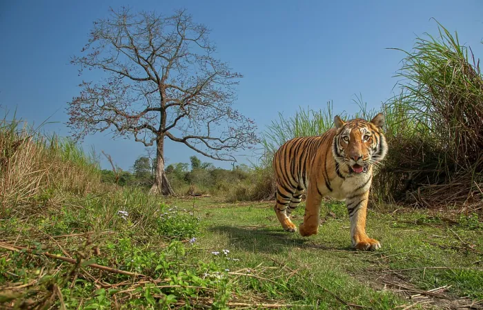 Framed Print : Tiger (Panthera tigris) male, walking along grassy trail with Silk cotton tree (Bombax ceiba) in background, Kaziranga National Park, Assam, India. Endangered. Camera trap image Framed Print : Tiger (Panthera tigris) male, walking along grassy trail with Silk cotton tree (Bombax ceiba) in background, Kaziranga National Park, Assam, India. Endangered. Camera trap image