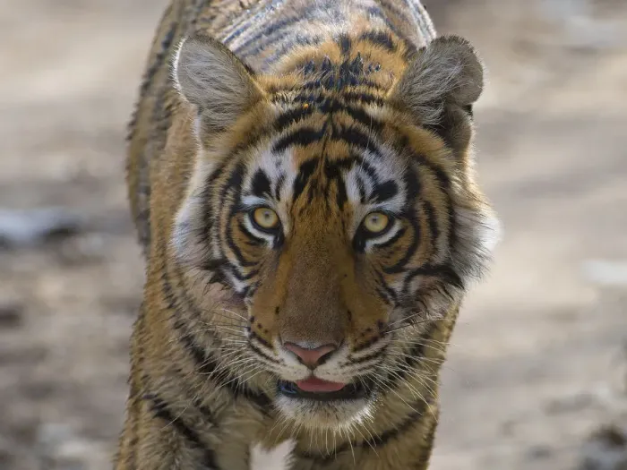 Framed Print : Tiger (Panthera tigris), portrait, Ranthambhore National Park, Rajasthan, India Framed Print : Tiger (Panthera tigris), portrait, Ranthambhore National Park, Rajasthan, India
