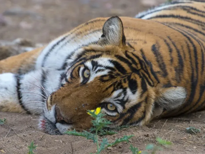 Framed Print : Tiger (Panthera tigris), portrait, with flower and flies, Ranthambhore National Park Framed Print : Tiger (Panthera tigris), portrait, with flower and flies, Ranthambhore National Park