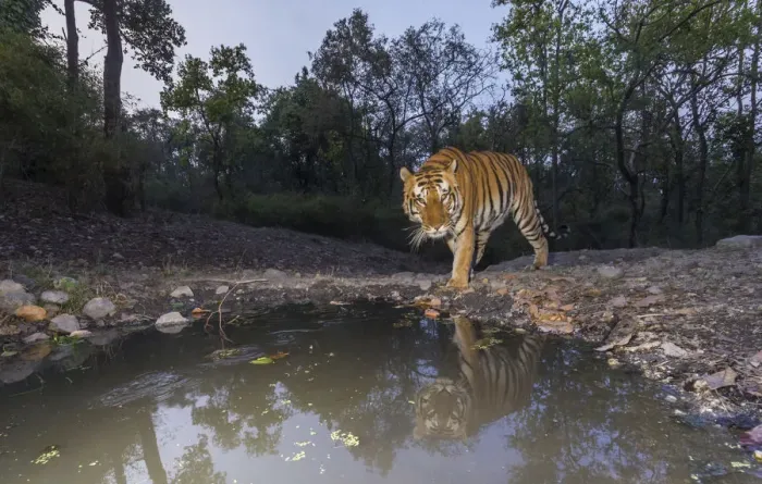 Framed Print : Tiger (Panthera tigris tigris) dominant male tiger approaching Beja pani waterhole Framed Print : Tiger (Panthera tigris tigris) dominant male tiger approaching Beja pani waterhole