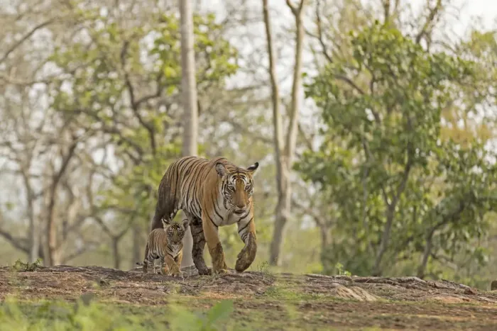 Framed Print : Tiger (Panthera tigris tigris) female with cub, Kabini, Nagarahole National Park Framed Print : Tiger (Panthera tigris tigris) female with cub, Kabini, Nagarahole National Park