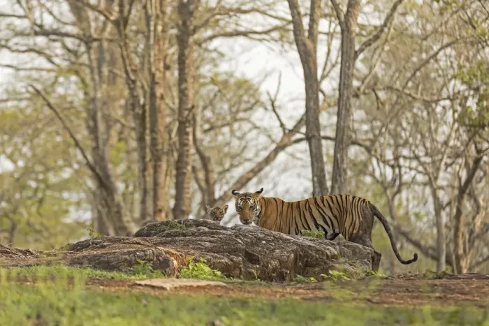 Framed Print : Tiger (Panthera tigris tigris) female with cub, Kabini, Nagarahole National Park Framed Print : Tiger (Panthera tigris tigris) female with cub, Kabini, Nagarahole National Park